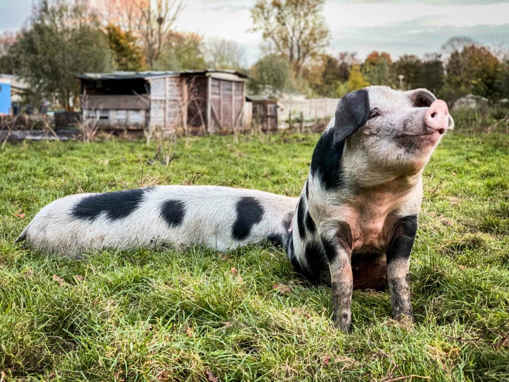 buitengewone-varkens