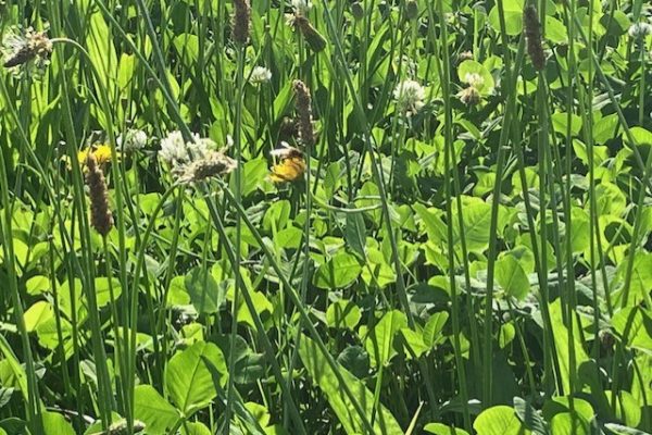 Foto kruidenrijk gras op het land Melkveebedrijf Nillesen