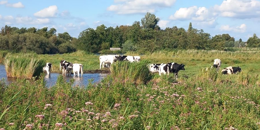 Koeien natuurgebied