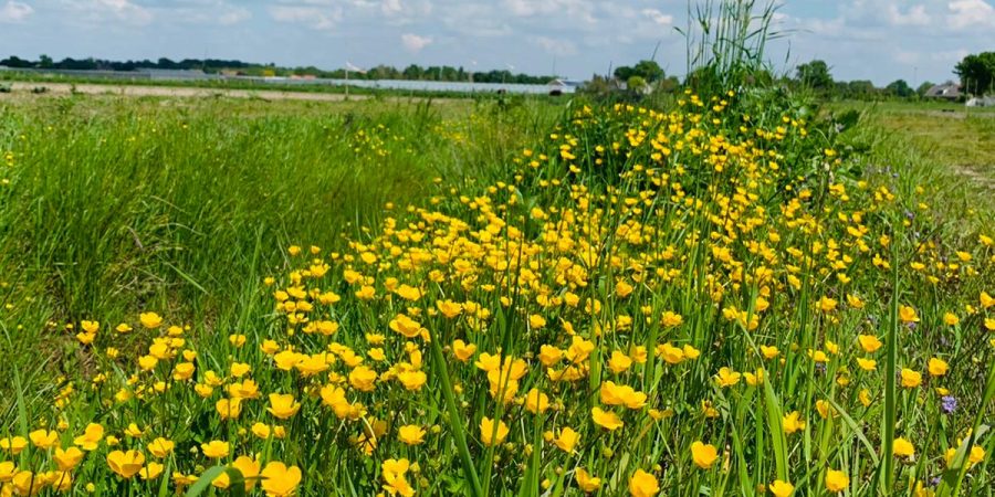 bloemen t lies cruydthoeck bloemen t lies cruydthoeck