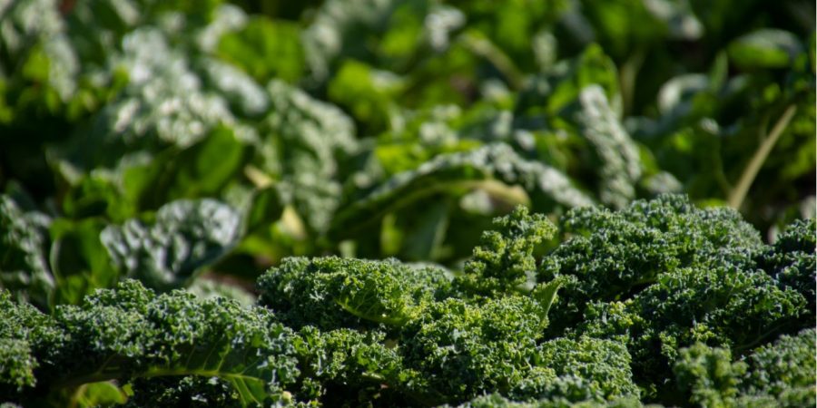 broccoli broccoli