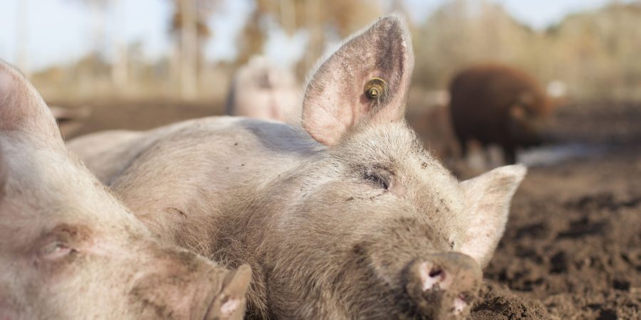 buitengewone_varkens_eerde_26