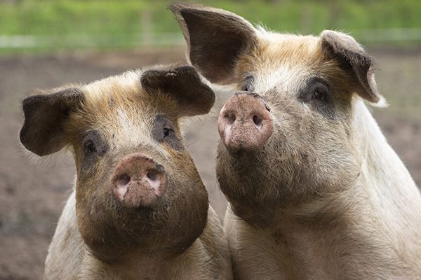 dieren17