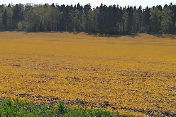 Een akker kleurt oranje nadat het is bespoten met glyfosaat.