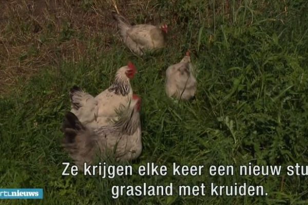 kip kip