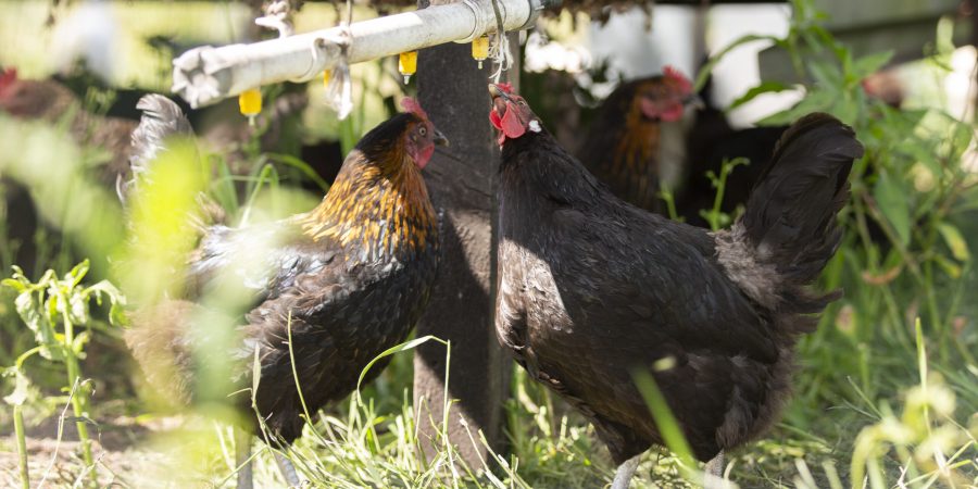 kipeigen drinkende kip