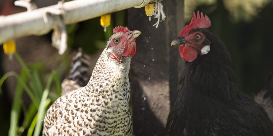 kipeigen drinkende kippen