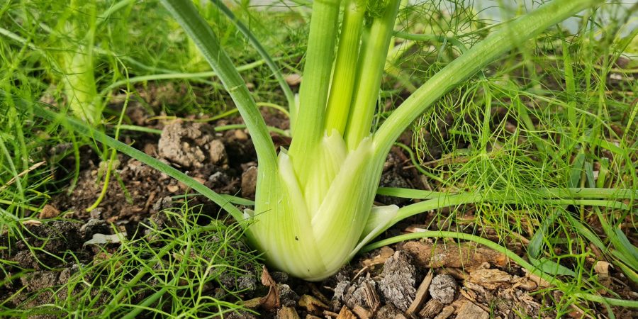 venkel uit de kas